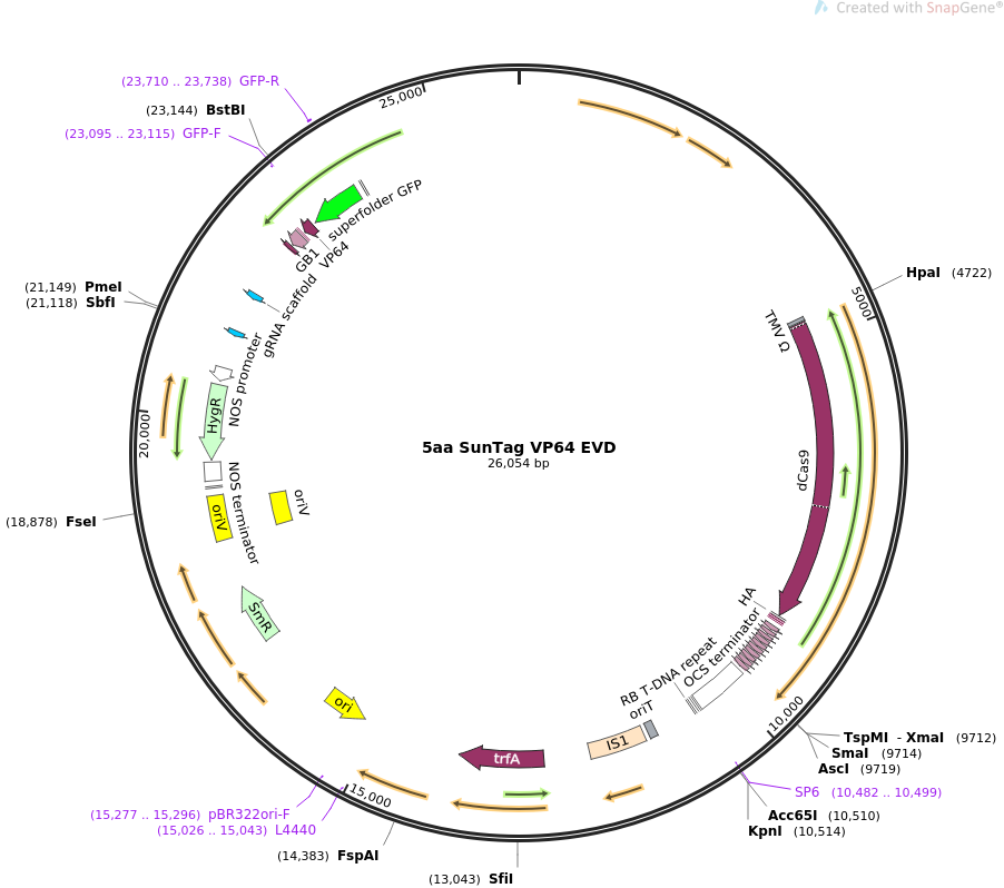5aa SunTag VP64 EVD质粒图谱